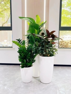 宁波鄞州植物租赁服务好